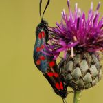 Vřetenuška obecná - Zygaena filipendulae, Ostružno (VIII, 2007)