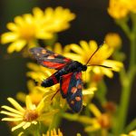 Vřetenuška čičorková - Zygaena ephialtes f. peucedani (VII, 2007)