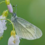 Bělásek Realův - Leptidea reali / Bělásek hrachorový – Leptidea sinapis, Jičín (V, 2010)