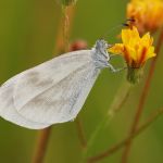 Bělásek Realův - Leptidea reali / Bělásek hrachorový – Leptidea sinapis, Ralsko (VII 2009)