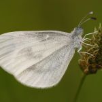 Bělásek Realův - Leptidea reali / Bělásek hrachorový – Leptidea sinapis, Ralsko (VII 2009)