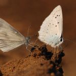 Modrásek hnědoskvrnný - Polyommatus daphnis ♂ + Bělásek Realův - Leptidea reali, Milovice (VI, 2009)