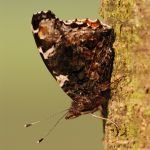 Babočka admirál - Vanessa atalanta,  Češov (IX, 2009)