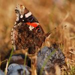 Babočka admirál - Vanessa atalanta,  Češov (IX, 2009)