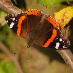 Babočka admirál - Vanessa atalanta,  Češov (IX, 2009)