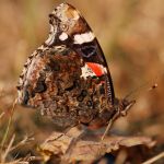 Babočka admirál - Vanessa atalanta,  Češov (IX, 2009)