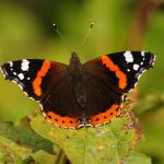 Babočka admirál - Vanessa atalanta,  Střevač (IX, 2009)