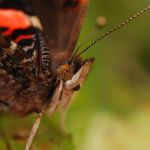 Babočka admirál - Vanessa atalanta,  Střevač (X, 2009)