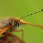 Hnědásek kostkovaný - Melitaea cinxia, Havraníky (V, 2009)