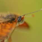 Hnědásek kostkovaný - Melitaea cinxia, Havraníky (V, 2009)