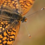 Hnědásek kostkovaný - Melitaea cinxia, Havraníky (V, 2009)