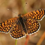 Hnědásek kostkovaný - Melitaea cinxia, Havraníky (V, 2009)