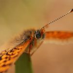 Hnědásek kostkovaný - Melitaea cinxia, Havraníky (V, 2009)