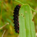 Hnědásek kostkovaný - Melitaea cinxia, housenka na živné rostlině, Ralsko (VI, 2013)