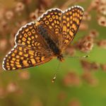 Hnědásek kostkovaný - Melitaea cinxia, Ralsko (V, 2008)