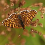 Hnědásek kostkovaný - Melitaea cinxia, Ralsko (V, 2008)