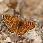 Hnědásek kostkovaný - Melitaea cinxia, Ralsko (V, 2008)