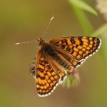 Hnědásek kostkovaný - Melitaea cinxia, Ralsko (V, 2008)