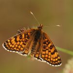 Hnědásek kostkovaný - Melitaea cinxia, Ralsko (V, 2008)