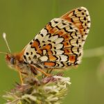 Hnědásek kostkovaný - Melitaea cinxia, Ralsko (V, 2008)