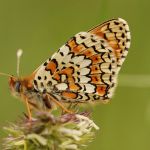 Hnědásek kostkovaný - Melitaea cinxia, Ralsko (V, 2008)