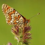 Hnědásek kostkovaný - Melitaea cinxia, Ralsko (V, 2008)