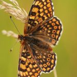 Hnědásek kostkovaný - Melitaea cinxia, Ralsko (VI, 2008)