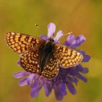 Hnědásek kostkovaný - Melitaea cinxia, Ralsko (VI, 2008)