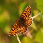 Hnědásek kostkovaný - Melitaea cinxia, Ralsko (VI, 2008)