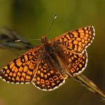 Hnědásek kostkovaný - Melitaea cinxia, Ralsko (VI, 2009)