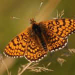 Hnědásek kostkovaný - Melitaea cinxia, Ralsko (VI, 2009)