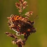 Hnědásek kostkovaný - Melitaea cinxia, Ralsko (VI, 2009)