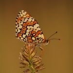 Hnědásek kostkovaný - Melitaea cinxia, Ralsko (VI, 2009)