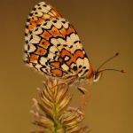 Hnědásek kostkovaný - Melitaea cinxia, Ralsko (VI, 2009)