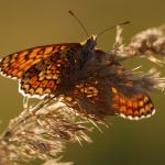 Hnědásek kostkovaný - Melitaea cinxia, Ralsko (VI, 2009)