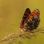 Hnědásek kostkovaný - Melitaea cinxia, Ralsko (VI, 2009)