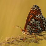 Hnědásek kostkovaný - Melitaea cinxia, Ralsko (VI, 2009)