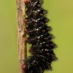 Hnědásek kostkovaný - Melitaea cinxia Ralsko (VI, 2013)