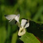 Bělásek řepový – Pieris rapae - kopulace, Jičín (IV, 2009)