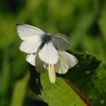 Bělásek řepový – Pieris rapae - kopulace, Jičín (IV, 2009)