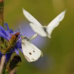 Bělásek řepový – Pieris rapae - námluvy, Ostružno (VII, 2009)