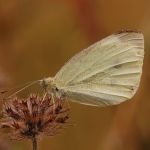 Bělásek řepový – Pieris rapae, Hradčany (IX, 2009)