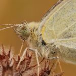 Bělásek řepový – Pieris rapae, Hradčany (IX, 2009)