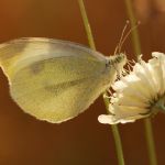 Bělásek řepový – Pieris rapae, Hradčany (IX, 2009)