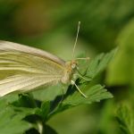 Bělásek řepový – Pieris rapae, Jičín (IV, 2009)