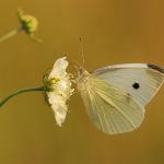 Bělásek řepový – Pieris rapae, Milovice (VIII, 2009)