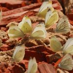 Bělásek řepový – Pieris rapae, Přelouč (VII, 2009)