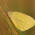 Bělásek řepový – Pieris rapae, Ralsko (X, 2010)