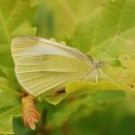 Bělásek řepový – Pieris rapae ♀, Prachov (VI, 2009)