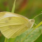 Bělásek řepový – Pieris rapae ♀, Prachov (VI, 2009)